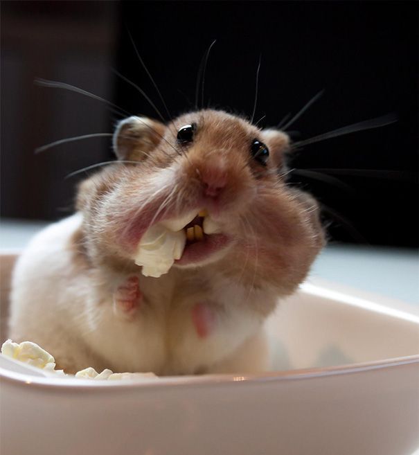 Magnesium: A Vital Component of Animal Nutrition